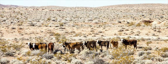 Cattle herd in the Lake Mead National Recreation Area Arizona