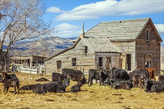 Rinderherde in Utah