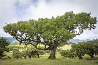 Old laurel trees in the Fanal fairy forest on the Paul da Serra plateau, Madeira, Portugal, Europe