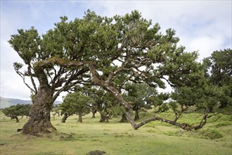 Old laurel trees in the Fanal fairy forest on the Paul da Serra plateau, Madeira, Portugal, Europe