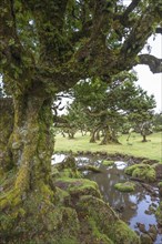 Old laurel trees in the Fanal fairy forest on the Paul da Serra plateau, Madeira, Portugal, Europe