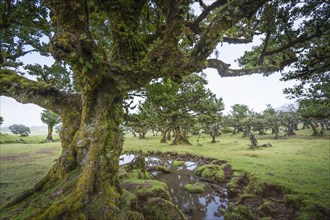 Old laurel trees in the Fanal fairy forest on the Paul da Serra plateau, Madeira, Portugal, Europe