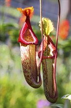 Carnivorous plant (pitcher plant)