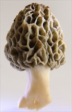 Edible morel exempted