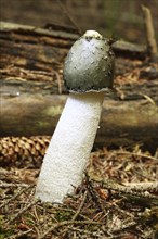 Stinkhorn with fly