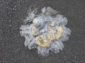 Jellyfish washed up on black lava sand in Iceland