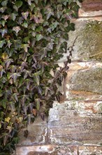 Ivy and old wall, background and afterimage