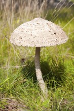 Parasol mushroom, Giant parasol mushroom umbrella, Macrolepiota procera