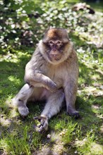 Portrait of a Barbary macaque, also called Magot, portrait of a Barbary macaque on the summer