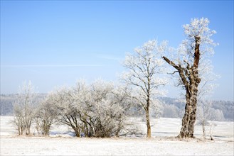 Winter landscape with trees