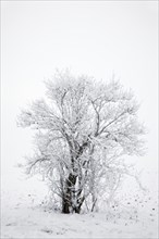 Shrub in winter with fog