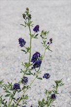 Alfalfa (Medicago sativa), Mecklenburg-Western Pomerania, Germany, Europe