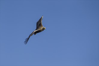 White tailed sea eagle (Haliaeetus albicilla) adult bird in flight, Isle of Mull, Scotland, United