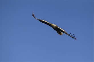 White tailed sea eagle (Haliaeetus albicilla) adult bird in flight, Isle of Mull, Scotland, United