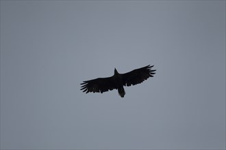 White tailed sea eagle (Haliaeetus albicilla) adult bird in flight, Isle of Mull, Scotland, United