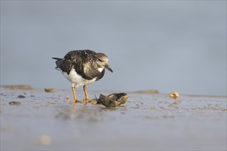 Ruddy turnstone (Arenaria interpres) adult bird in winter plumage feeding on a mussel shell on a