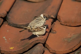 Tree sparrow (Passer montanus) adult birds mating on roof tiles, Yorkshire, England, United