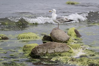 European herring gull (Larus argentatus) on an algae-covered rock, Mecklenburg-Western Pomerania,