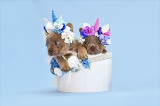 Pair of French Bulldog dog puppies with unicorn headbands with horns peeking out of box with