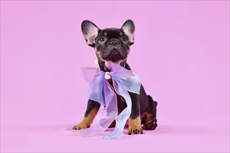 Tan colored French Bulldog dog puppy with ribbon on pink studio background