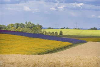 The Gert Harz farm near Lommatzsch propagates wild plants on a total of 70 hectares, Agriculture,