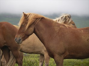 Icelandic horses