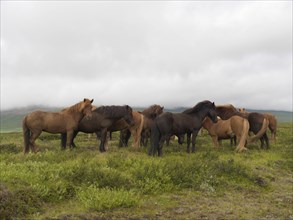 Icelandic horses