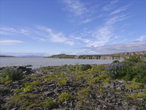 Lagarfljot is a lake and river in the east of Iceland near Egilsstadir in the municipality of