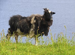 Sheep on the Faroe Island of Streymoy