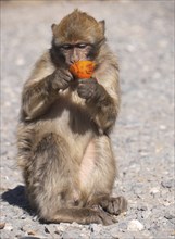 Barbary macaque in the Atlas Mountains in Morocco eating an orange