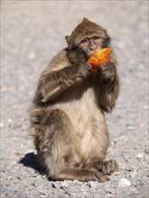 Barbary macaque in the Atlas Mountains in Morocco eating an orange