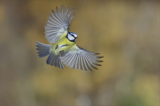 Blue tit (Parus caeruleus) in flight, flight photo, high speed flight photo Wilnsdorf, North