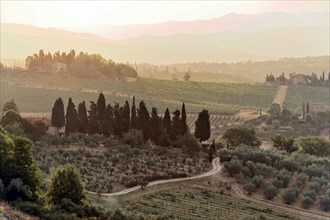 Tuscany, Italy, Europe, Picturesque Tuscan landscape with vineyards and cypresses at sunrise,