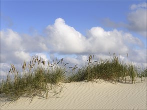 Marram grass on a dune on the North Sea island of Juist