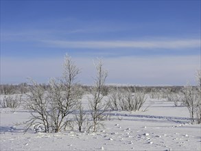 Winter landscape north of the Arctic Circle