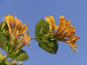 Honeysuckle