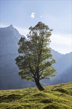 Maple tree in the Karwendel Alps