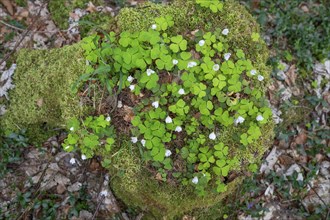 Flowering wood sorrel (Oxalis) on a tree trunk, Bavaria, Germany, Europe