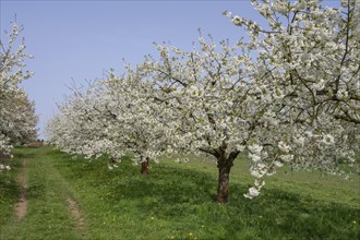 Cherry orchard in bloom (Prunus avium), Franconia, Bavaria, Germany, Europe