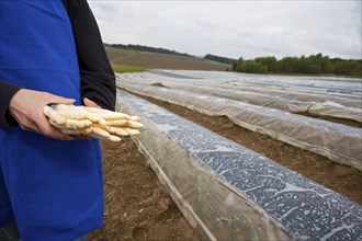 Farmer keeps fresh asparagus