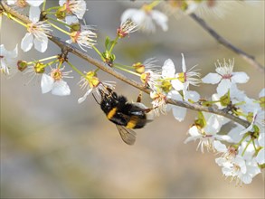 Large earth bumblebee (Bombus terrestris), bumblebee, insect, insect, macro, NSG Wagbachniederung,