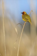 Cape weaver (Ploceus capensis), West Coast National Park, Langebaan, Western Cape, South Africa,