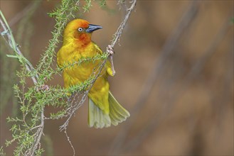 Cape weaver (Ploceus capensis), West Coast National Park, Langebaan, Western Cape, South Africa,