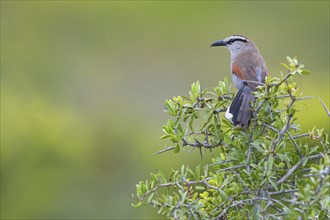 Cape tchagra, (Tchagra tchagra), Addo Elephant National Park, Addo, Western Cape, South Africa,