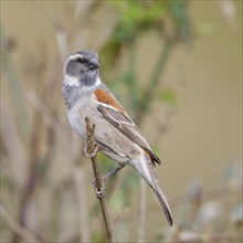 Cape sparrow (Passer melanurus), sparrow family, Sani Pass Surroundings, Underberg, KwaZulu-Natal,
