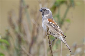 Cape sparrow (Passer melanurus), sparrow family, Sani Pass Surroundings, Underberg, KwaZulu-Natal,