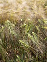 Cereal field, barley field, field with barley, Frohburg, Saxony, Germany, Europe