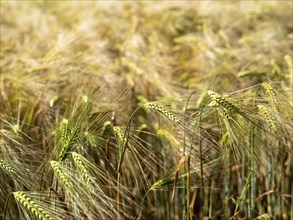 Cereal field, barley field, field with barley, Frohburg, Saxony, Germany, Europe