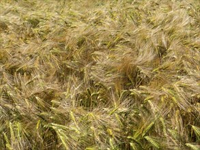 Cereal field, barley field, field with barley, Frohburg, Saxony, Germany, Europe