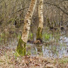 Birches in the swamp, Müritz National Park, Mecklenburg Lake District, Mecklenburg,